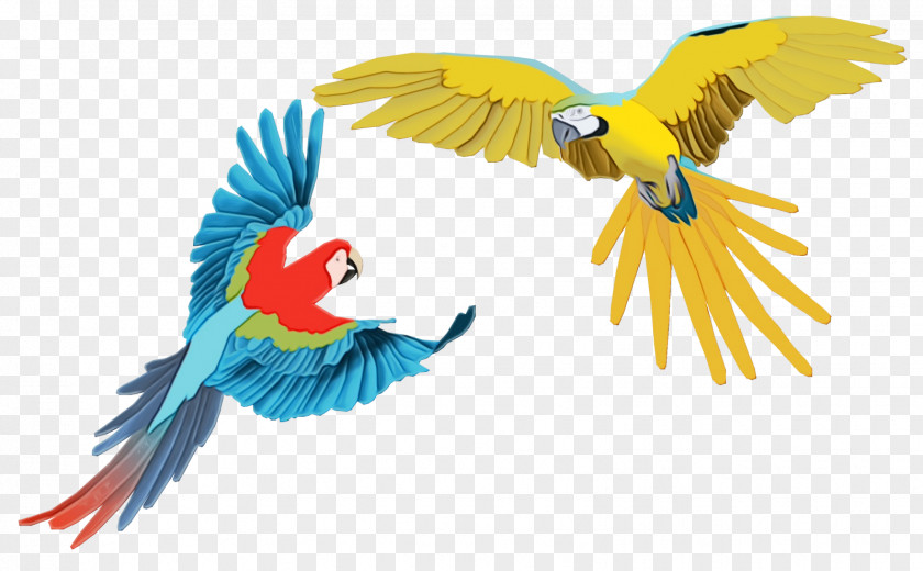 Parrot Clip Art Macaw Drawing PNG