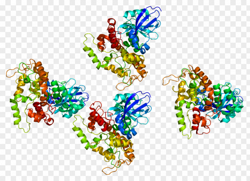 Protein Kinase A LRBA Deficiency Lipid-anchored A-kinase-anchoring PNG