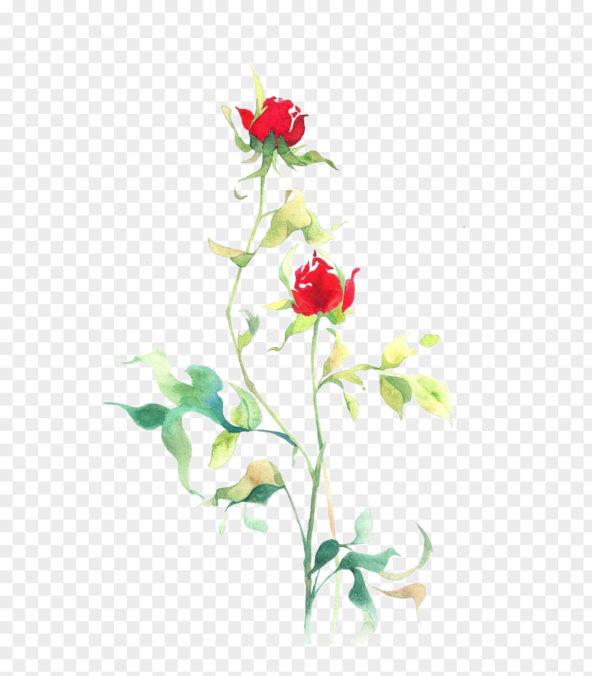 Sunshine Roses Picture Material Beach Rose Flower Petal Floral Design Illustration PNG