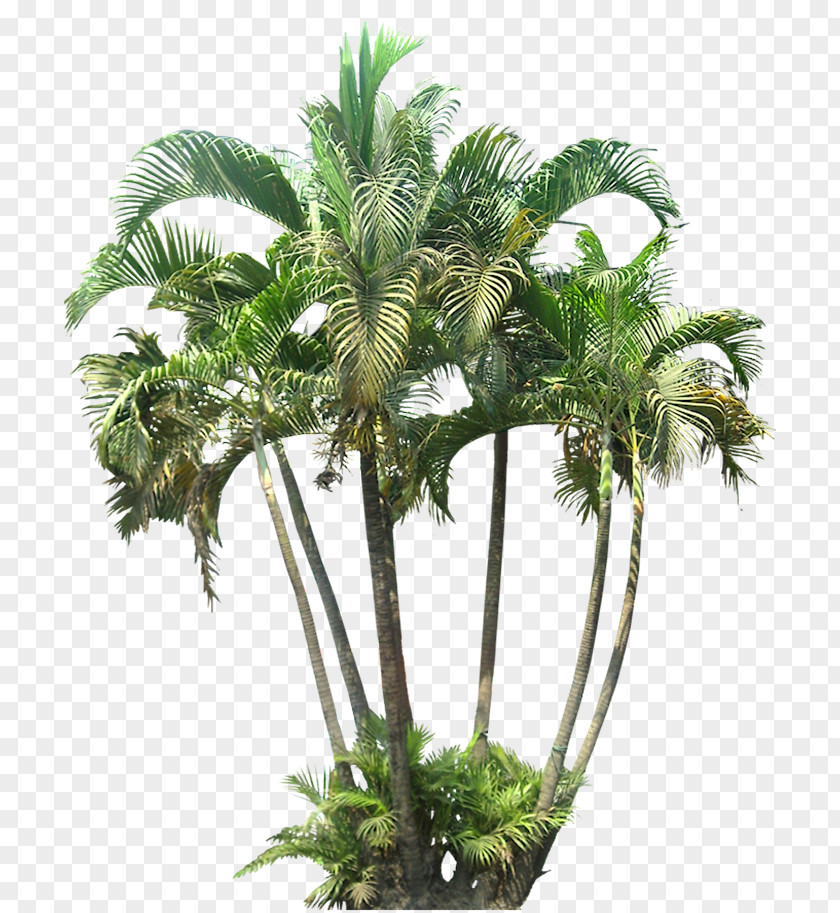 Tree Palm Trees Clip Art Small Canary Island Date PNG