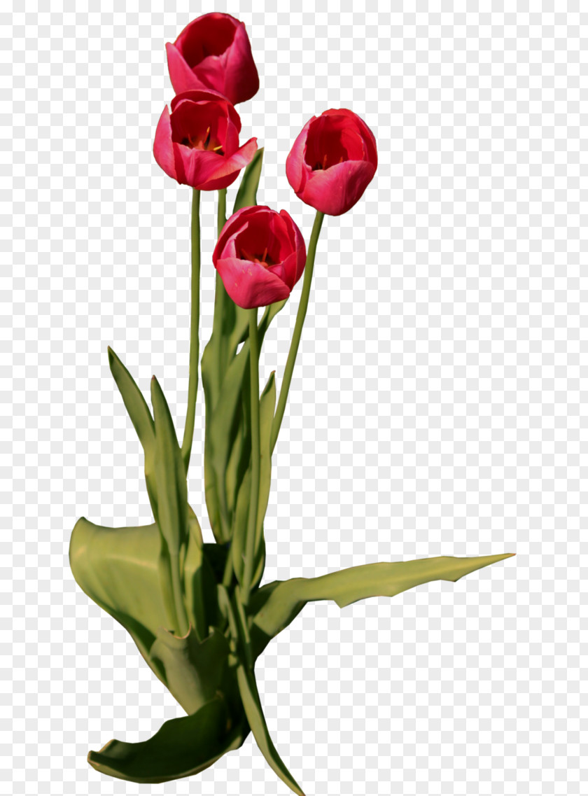 Tulip Floral Design Flower PNG