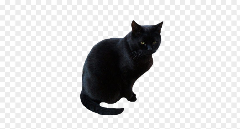 Black Cat Bombay Korat Burmese Domestic Short-haired PNG