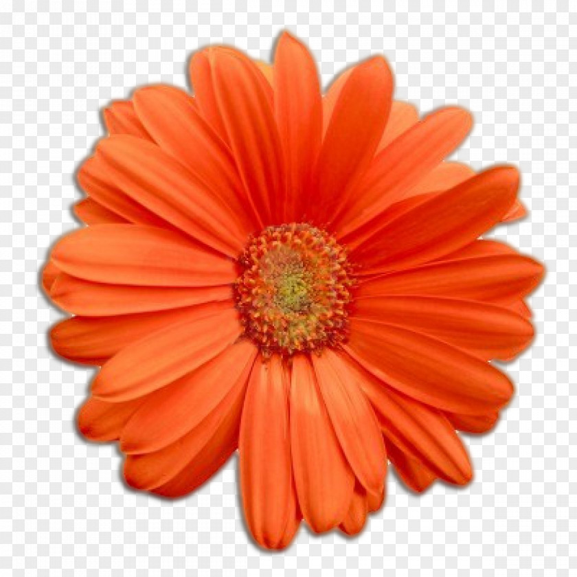 Cliparts Real Flowers Flower Transvaal Daisy Clip Art PNG