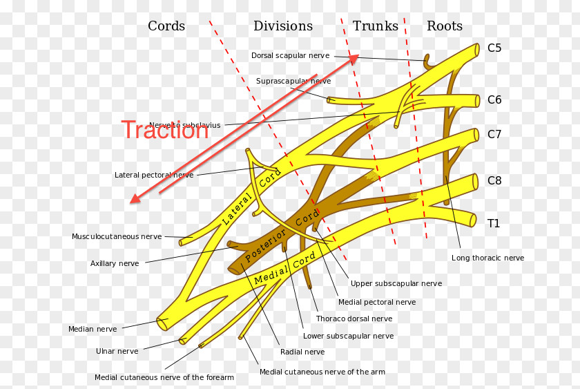 Nerve Brachial Plexus Injury Cervical Spinal 8 PNG