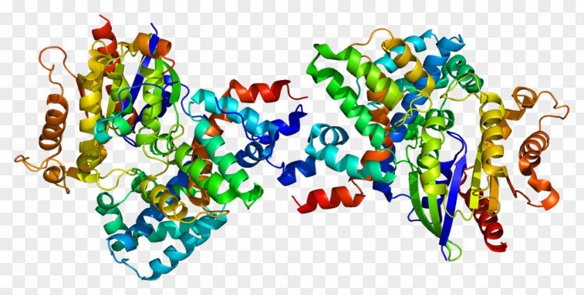 Thymidine Kinase 1 Protein GNAT1 Rod Cell PNG