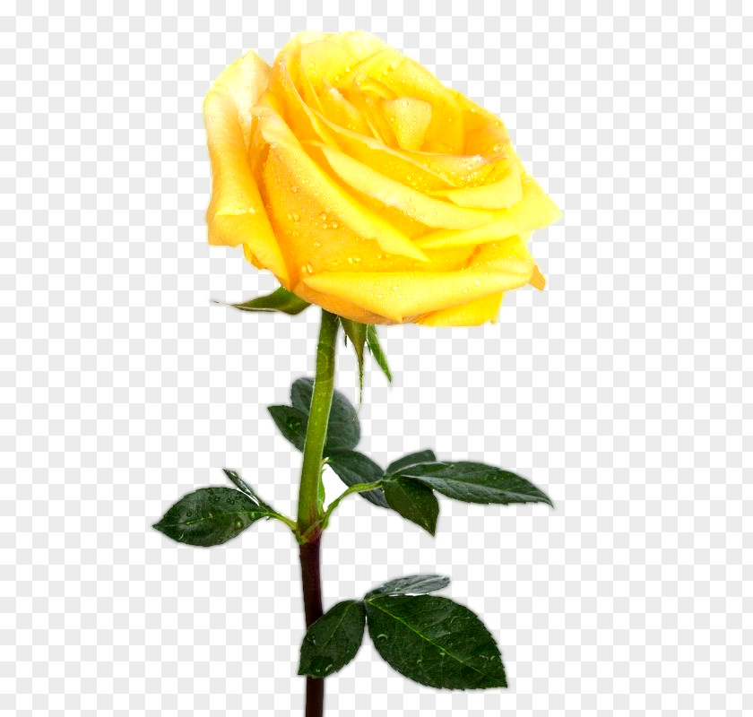 Yellow Rose Stock Photography Royalty-free Desktop Wallpaper PNG