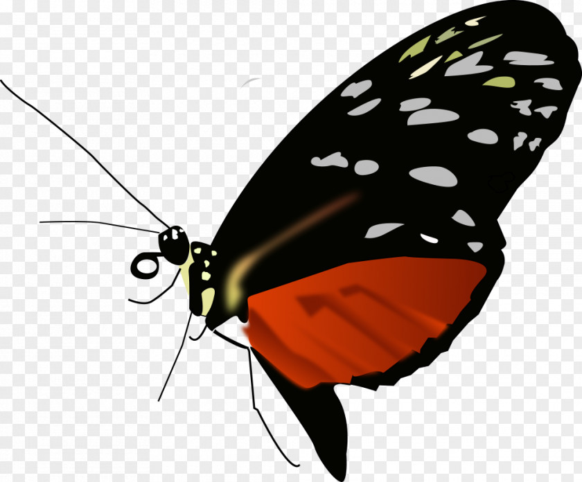 Butterfly Monarch Insect Clip Art PNG