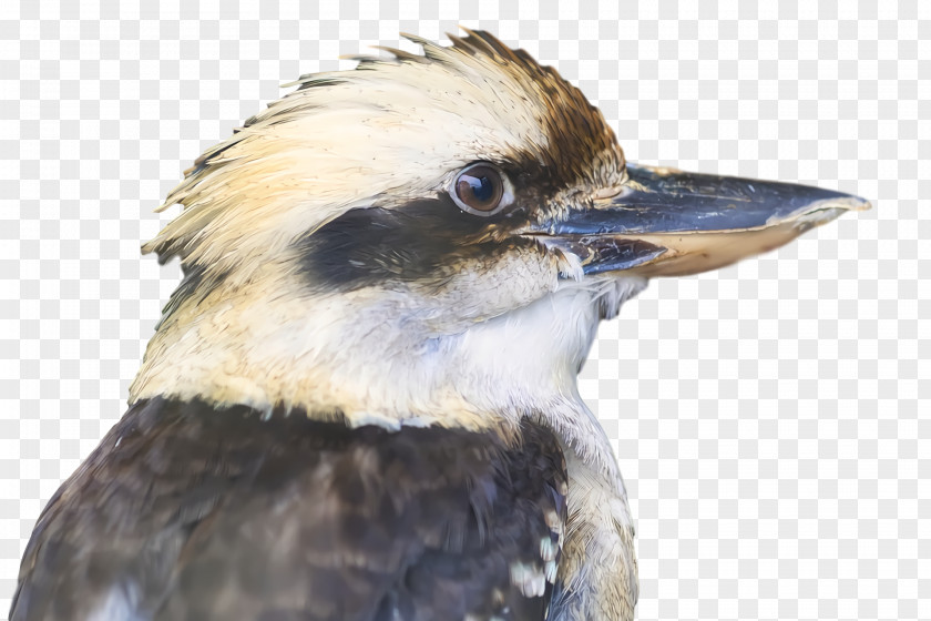 Feather PNG