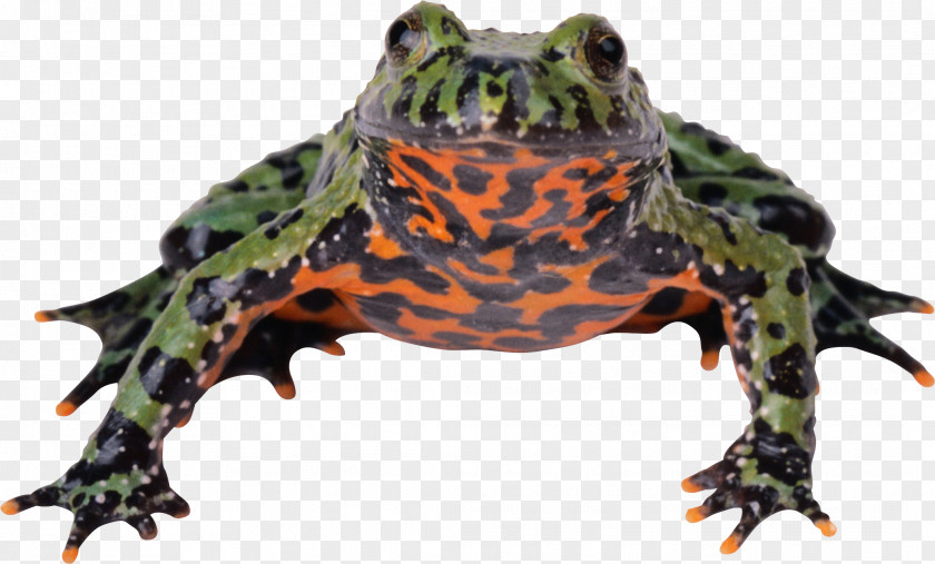 Frog Animal Download PNG