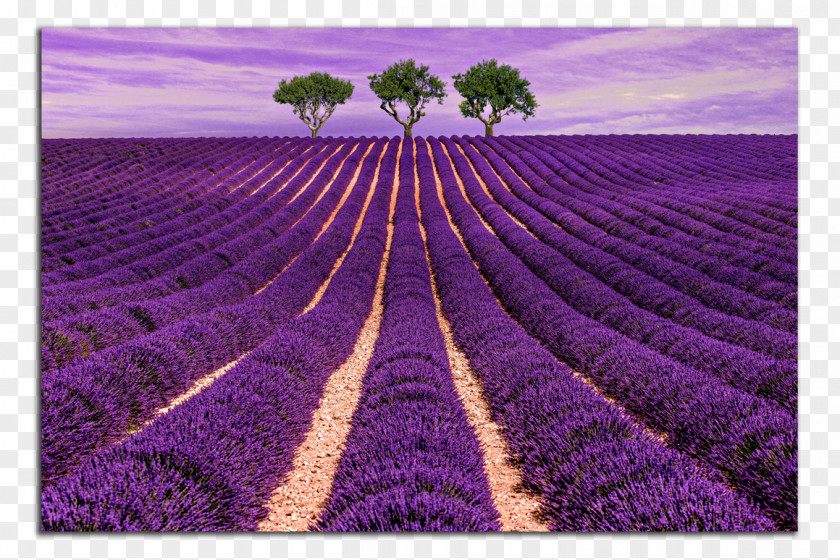Hotel Provence Lavender Cloth Napkins Stock Photography PNG