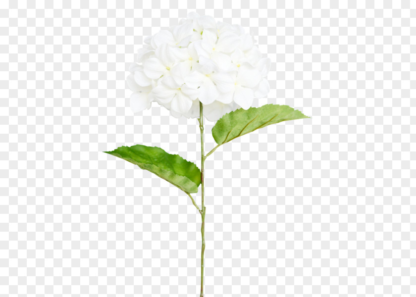 Hydrangea Cut Flowers Plant Stem PNG