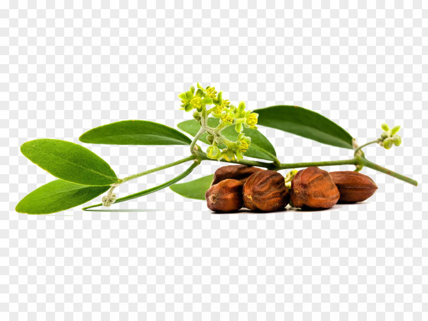 Jojoba Seed Oil Extraction PNG