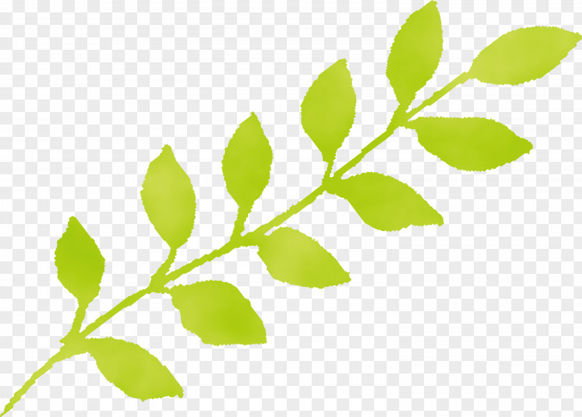 Leaf Plant Flower Green Tree PNG