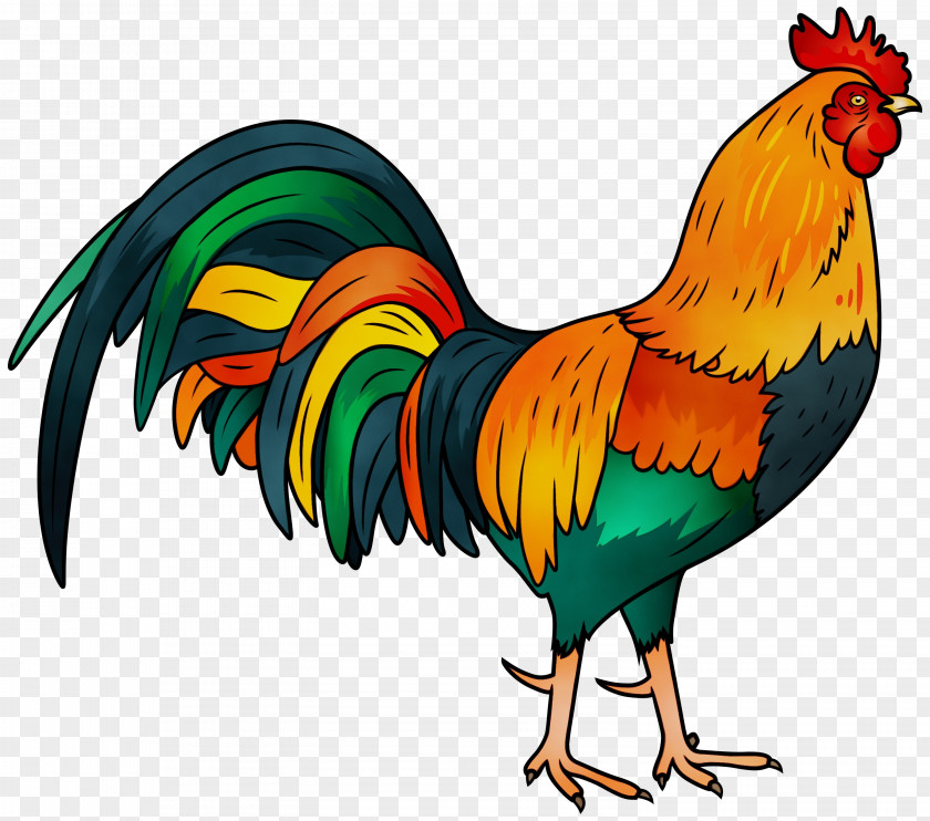 Rooster Chicken Adhan Pet Animal PNG