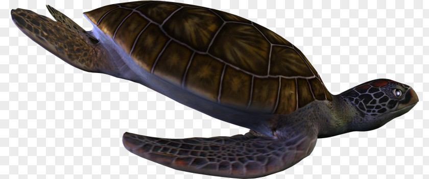 Tortuga Box Turtles Reptile Archelon Protostega PNG