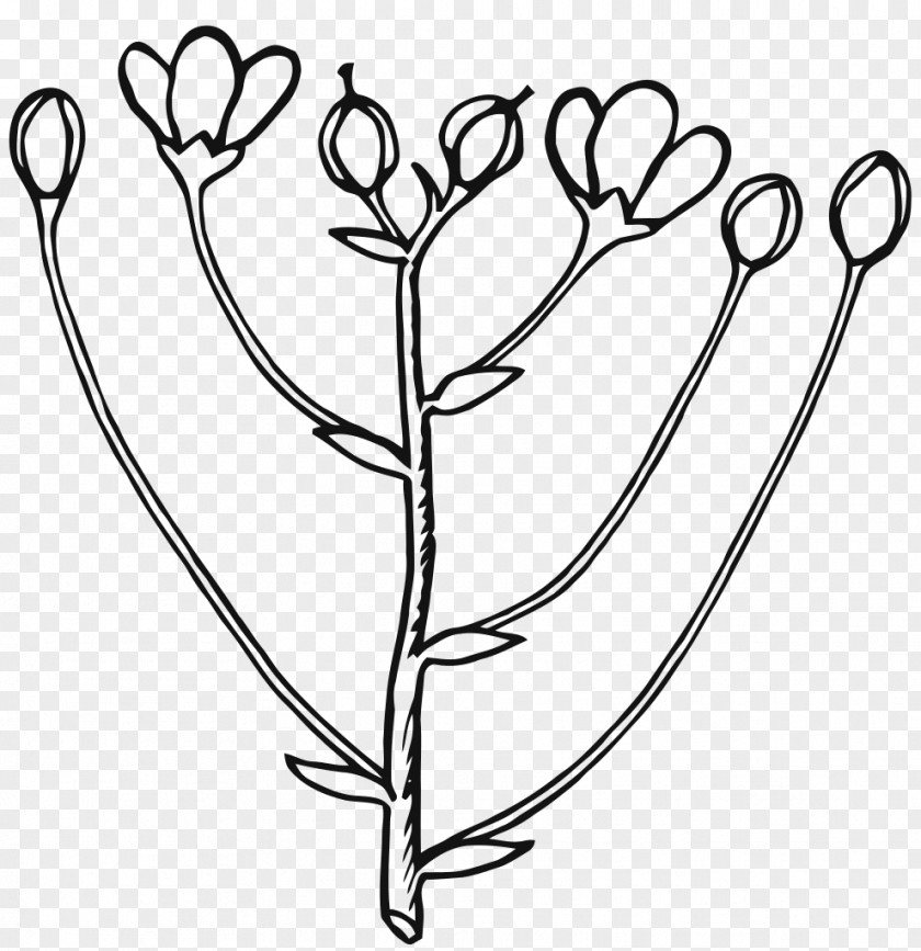 Tulip Plant Stem Flower Line Art PNG