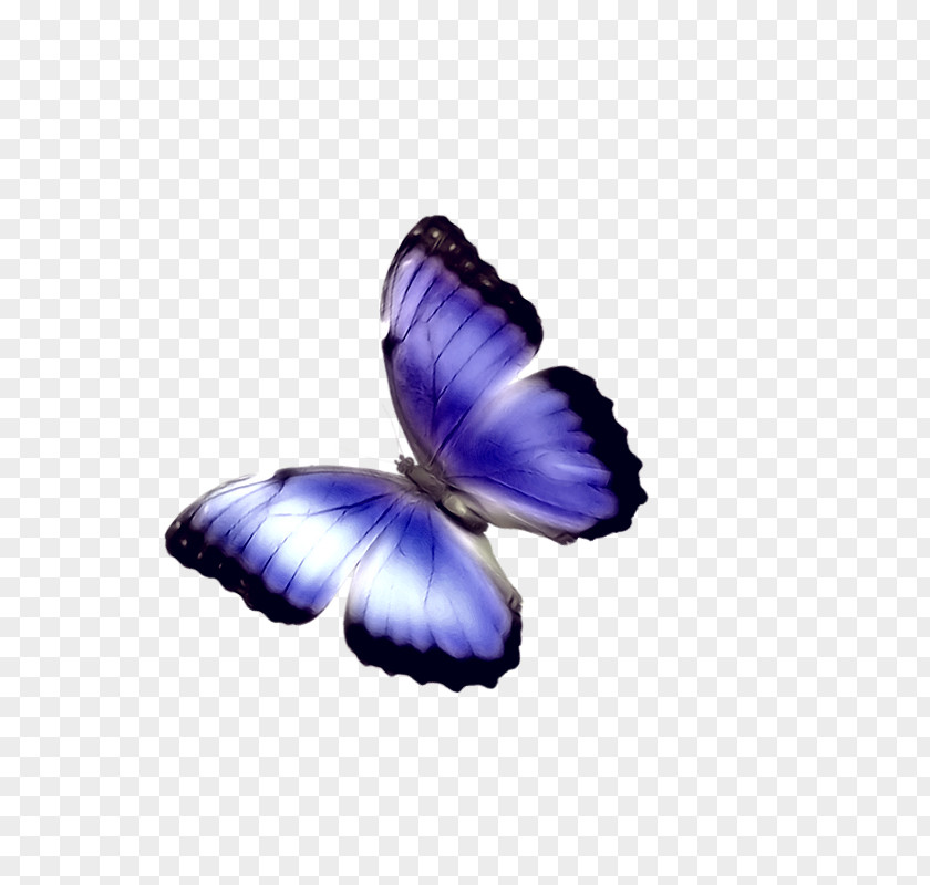 Blue Butterfly Phengaris Alcon Chemical Element PNG