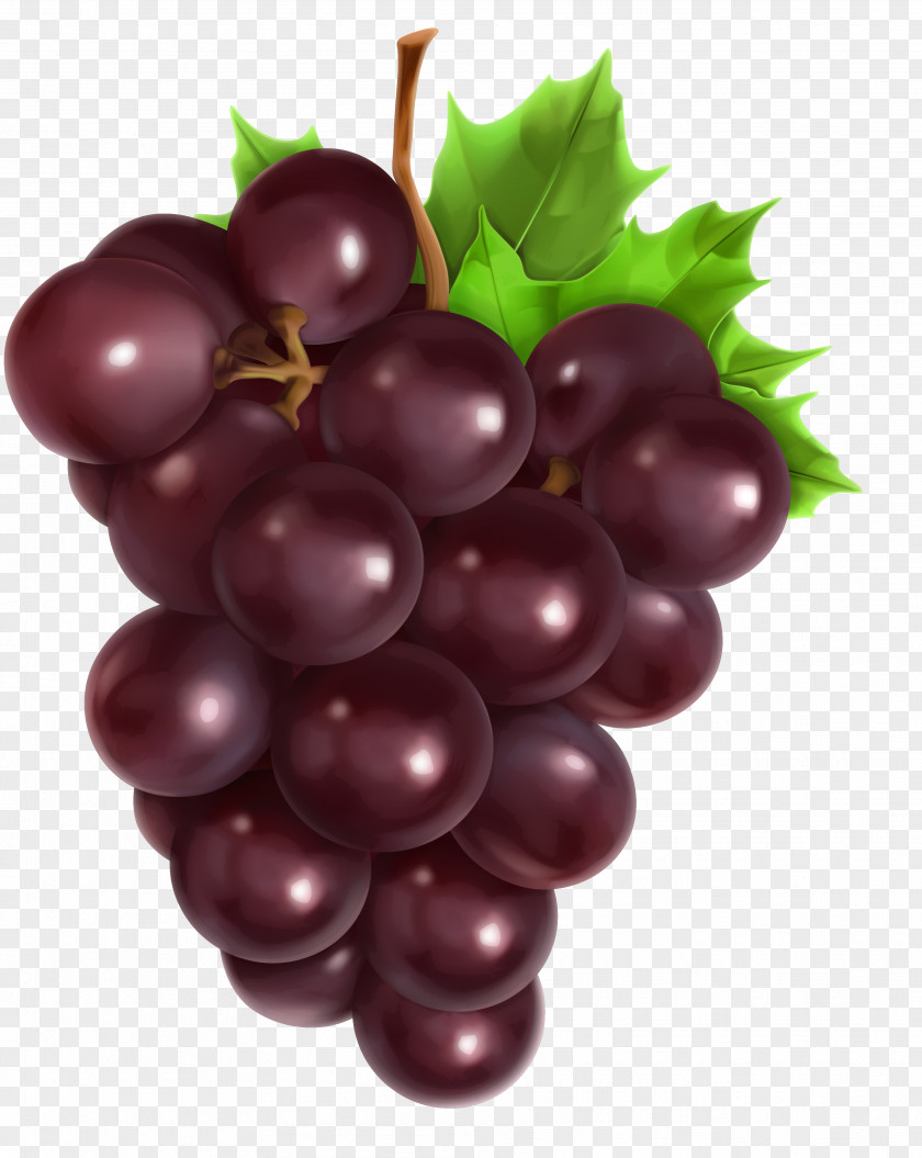Grape Common Vine Vector Graphics Royalty-free Stock Photography PNG