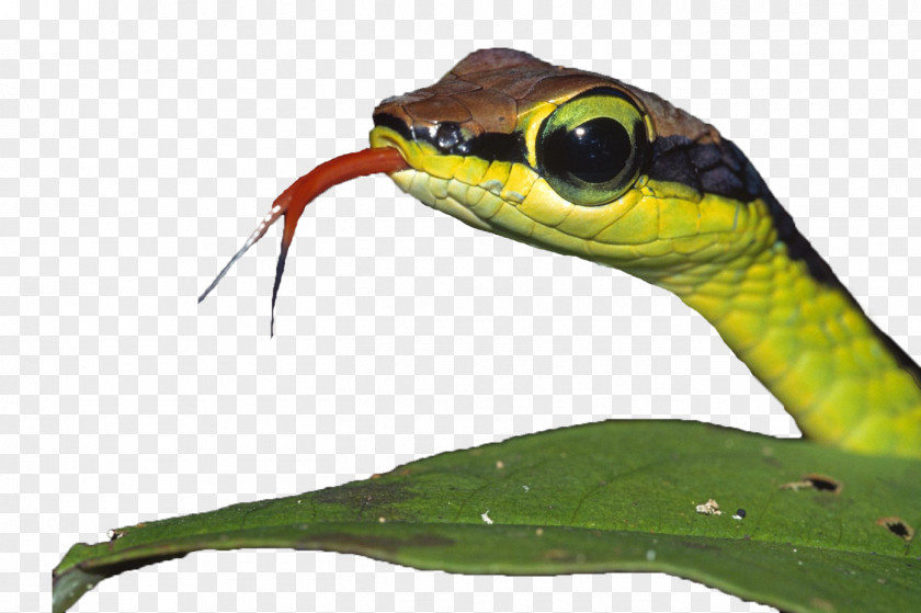 Green Snake With Big Eyes Venomous Smooth Anapsid Amphibian PNG