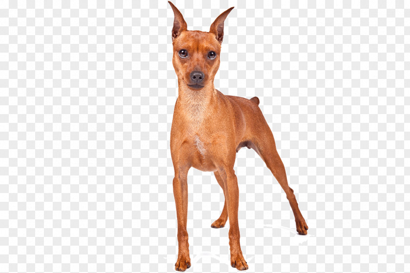 Race Miniature Pinscher German Russkiy Toy English Terrier Prague Ratter PNG