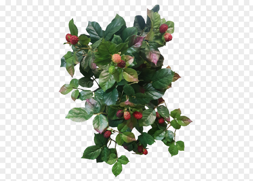 Raspberry Shrub Fruit Tree PNG