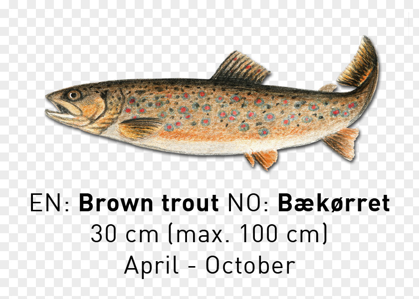 Sardine Salmon Cutthroat Trout Fish Products PNG