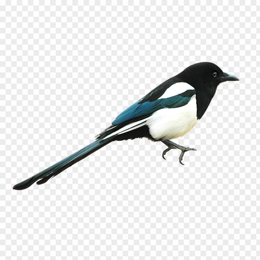 Bird Eurasian Magpie PNG