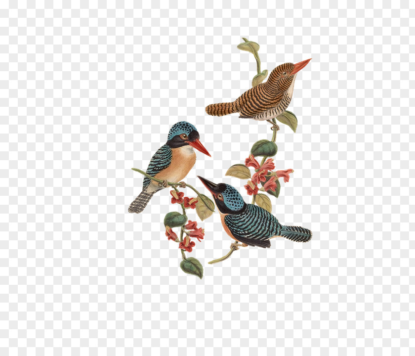 Bird Flower T-shirt Wallpaper PNG