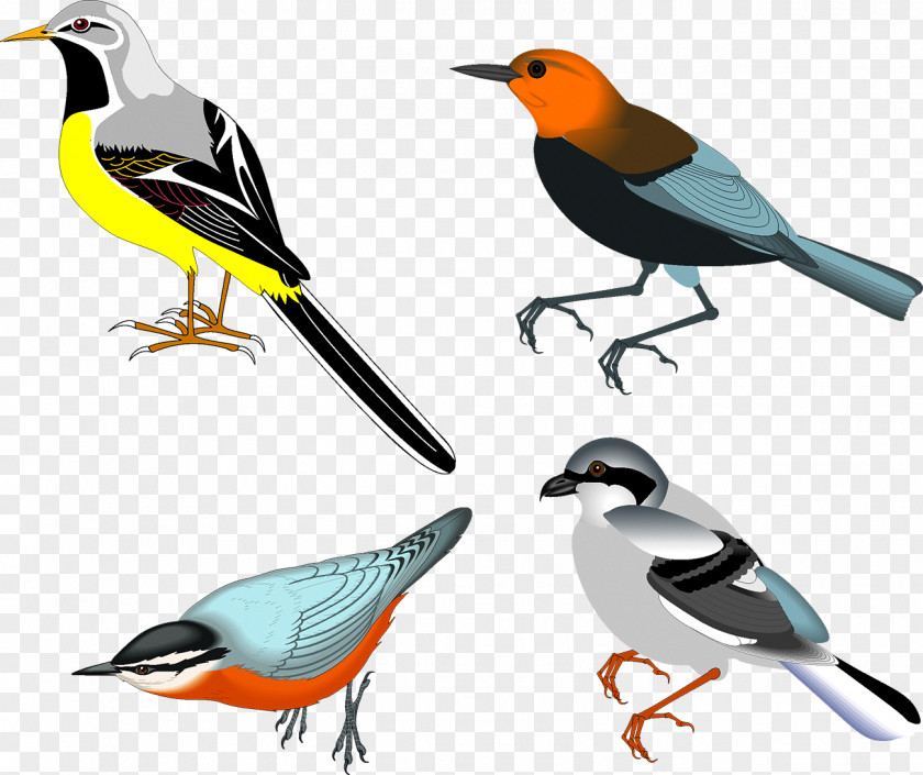 Birds Bird Drawing Clip Art PNG