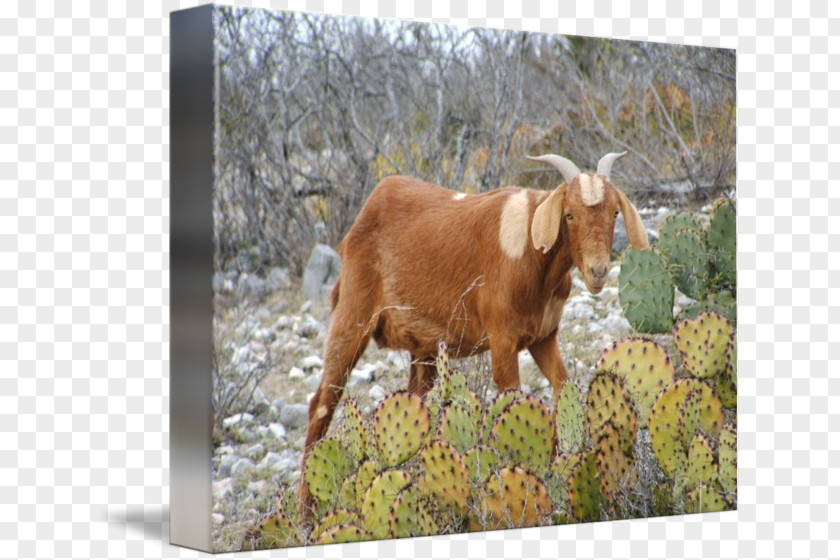 Boer Goat Cattle Cleveland Browns Horn Pasture PNG