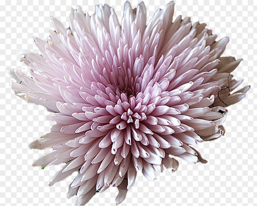 Cut Flowers Daisy Family Aster PNG