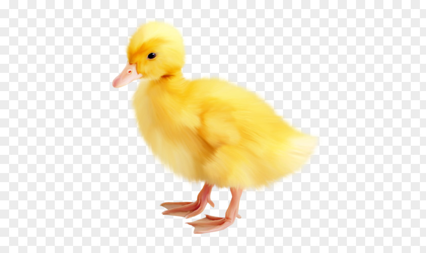 Easter Duck PNG