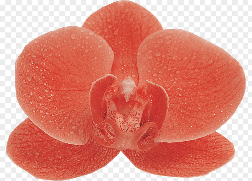 Moth Orchids Image File Formats Clip Art PNG
