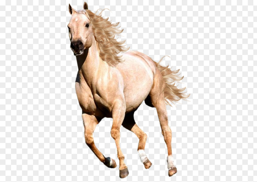 Mustang Pony Stallion Germany 2064 Rein PNG