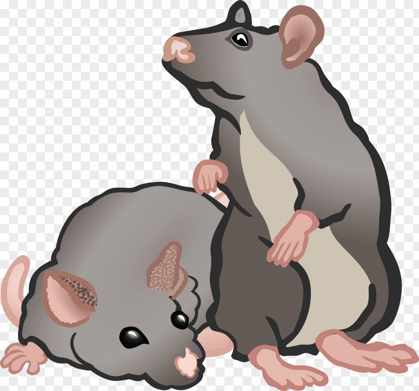 Rat Rodent House Mouse Clip Art PNG