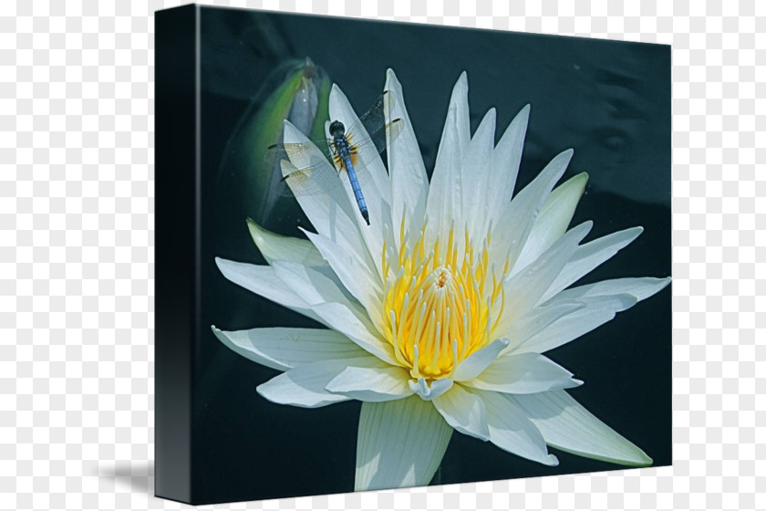 Water Lilies Gallery Wrap Petal Aquatic Plants Flower PNG