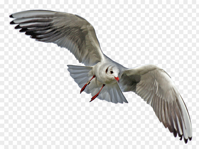 Bird Gulls Seabird Transparency PNG