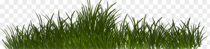 Chrysopogon Zizanioides Plant Grass Family PNG