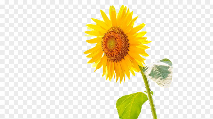 Flower Common Sunflower Microsoft PowerPoint Download Computer File PNG
