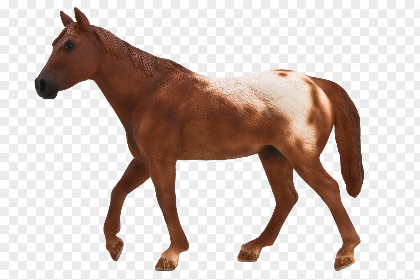 Horse Appaloosa American Quarter Stallion Andalusian Florida Cracker PNG