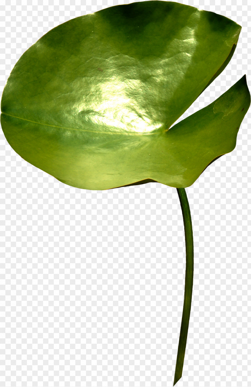 Leaf Green Plant Stem PNG