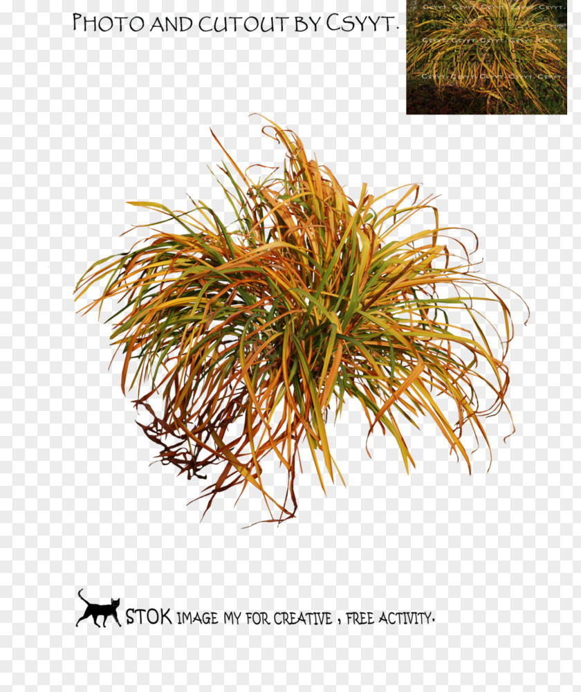 Leafes Grasses Commodity Family PNG