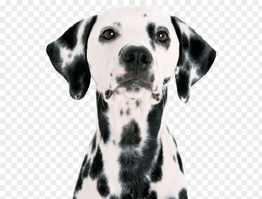 Puppy Dalmatian Dog Pet Sitting Labrador Retriever Pug PNG