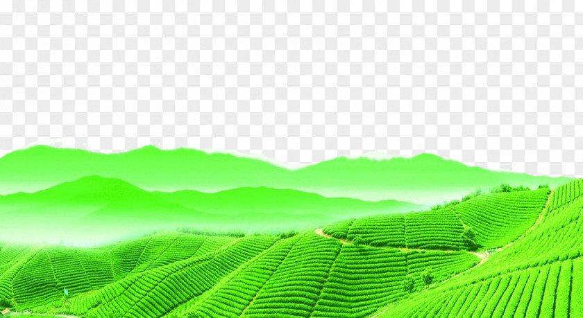 Tea Field Terrain Ups And Downs Icon PNG