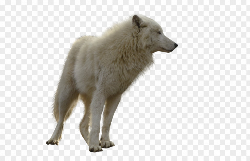 Wolf Gray Clip Art PNG