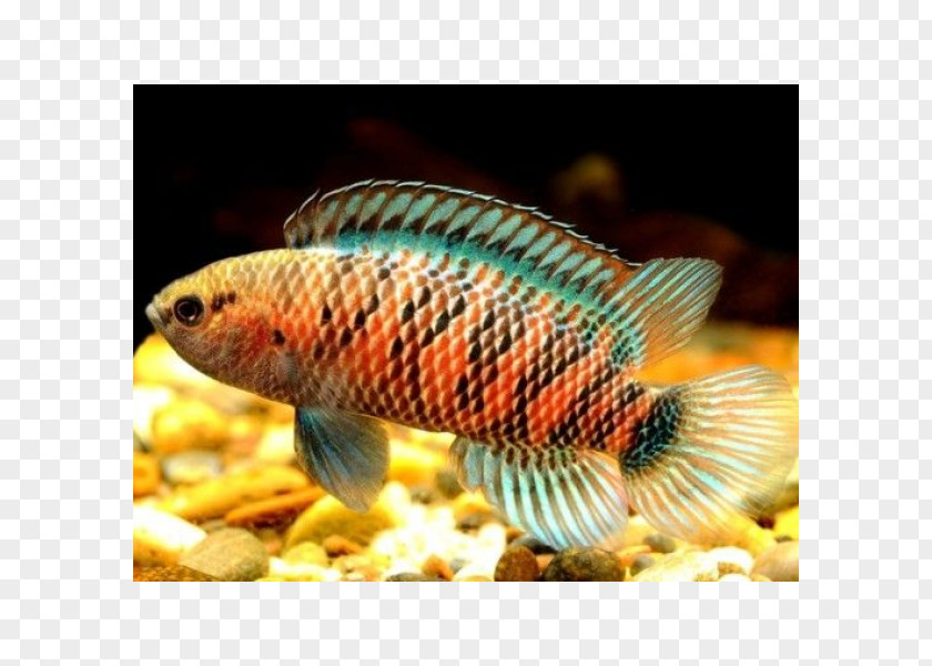 Fish Badis Tropical Aquarium Scarlet PNG