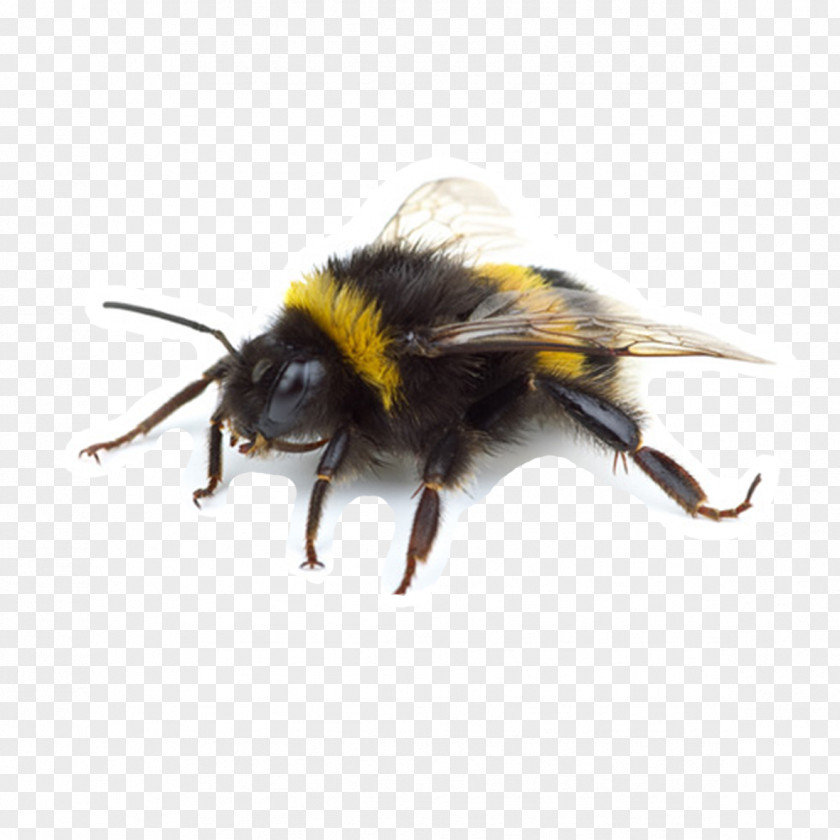 Water Crane Western Honey Bee Insect Bumblebee Wasp Apidae PNG