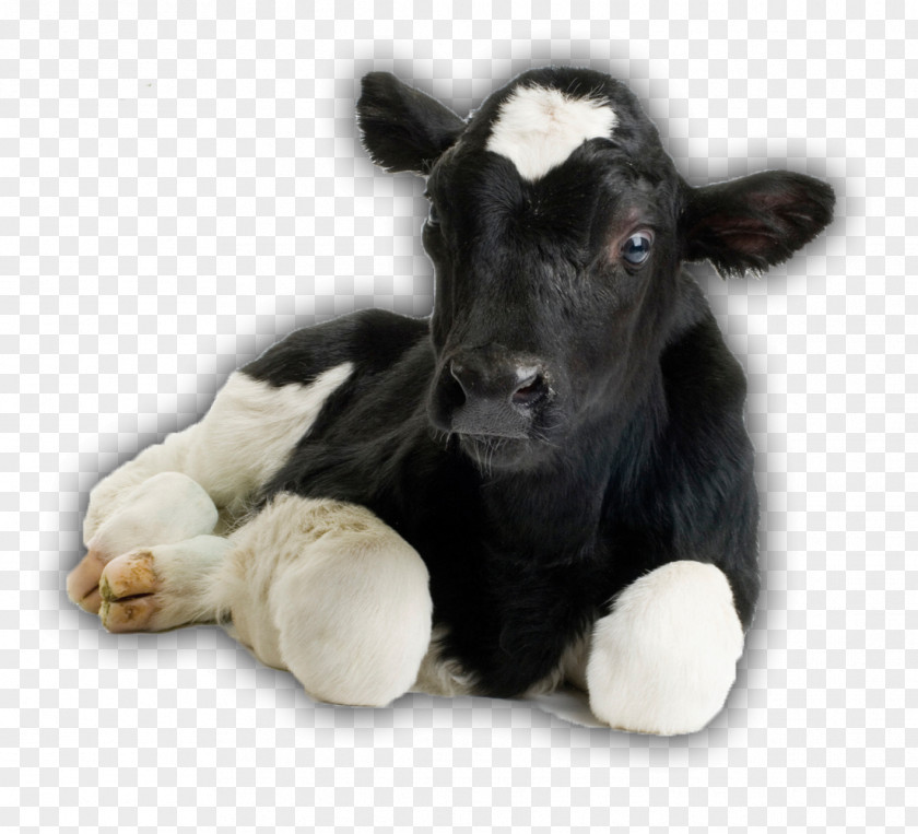 Cow-calf Operation Beef Cattle Holstein Friesian Livestock Dehorning PNG