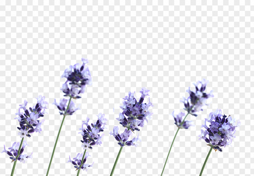 English Lavender French Flower Plant Petal PNG