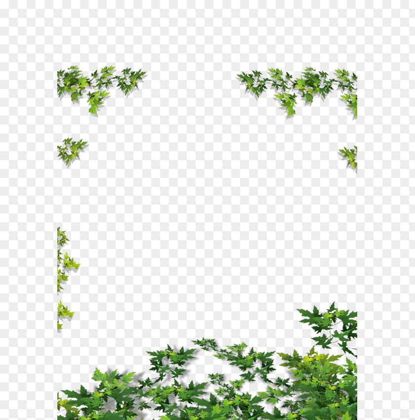 Green Leaves Rattan Vine Calameae PNG